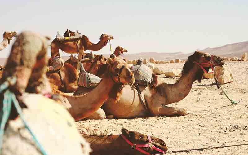 Camels lying down on the sand