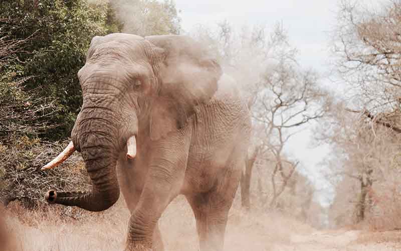 Elephant walking