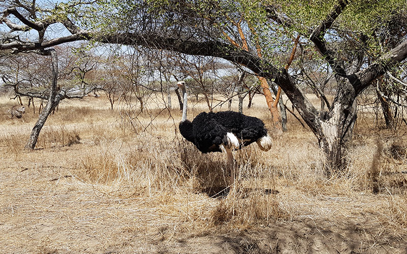 Ostrich next to tree