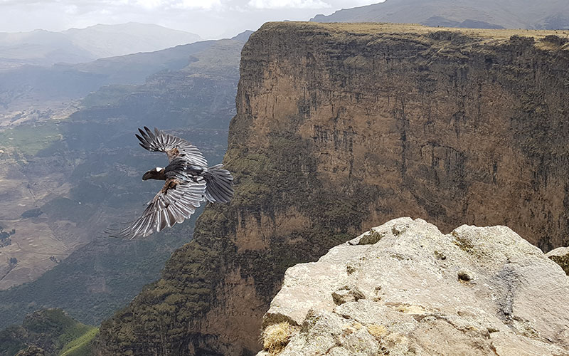 Bird flying over mountains